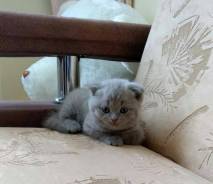 Шотландская вислоухая кошка.