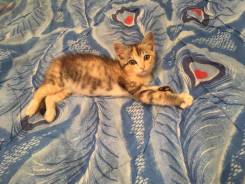 Кошки.