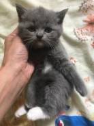 Британская короткошерстная кошка.