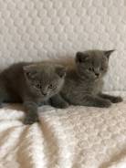 Шотландская прямоухая кошка.