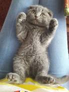 Шотландская кошка.