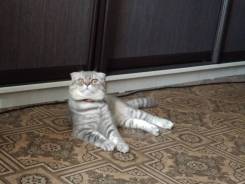 Шотландская вислоухая кошка.