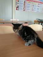Котята, отдадим очень спортивных котят