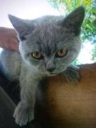 Шотландская прямоухая кошка.