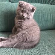 Шотландская вислоухая кошка.
