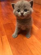 Шотландская кошка.