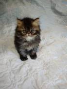 Персидская кошка.