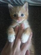 Кошки.
