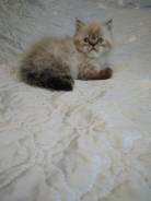 Персидская кошка.