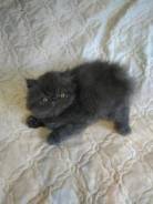 Персидская кошка.