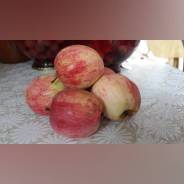 Яблоня.