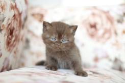 Британская кошка.
