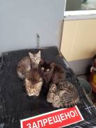 Кошки.