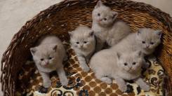 Британская кошка.