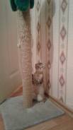 Шотландская кошка.