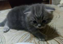 Шотландская кошка.