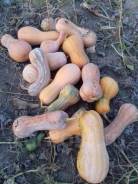 Продам Тыкву в Спасске-Дальнем Тыква.