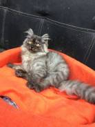 Кошки.