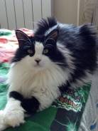 Кошечке нужен дом!