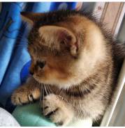 Шотландская кошка.