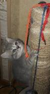 Шотландская кошка.