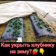 Клубника.