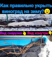 Виноград.