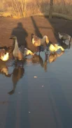 ����.