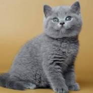Британская кошка.