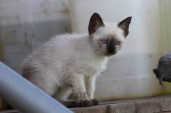 Сиамская кошка.