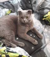 Вязка кошек.