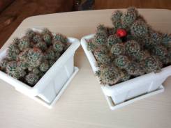 Кактус.