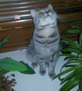 Шотландская кошка.