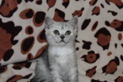 Британская кошка.