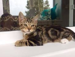 Кошки.