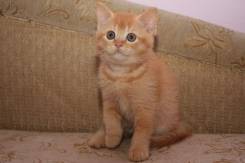 Шотландская кошка.