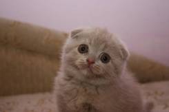Шотландская кошка.