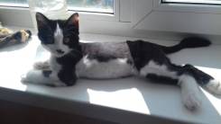 Кошки.