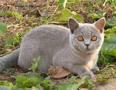 Британская кошка.