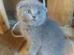 Шотландская вислоухая кошка.