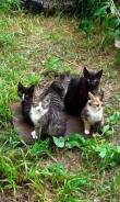 Котенок истинный
