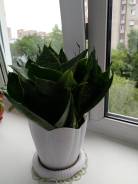 Сансевиерия.