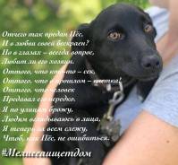 Собаки.