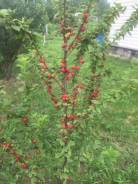 Продам дачный участок с домом. От частного лица (собственник)