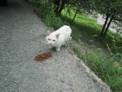 Беспородные кошки. Под заказ