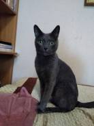 Русская голубая кошка.
