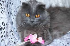 Шотландская кошка.