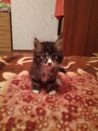 Отдам котенка
