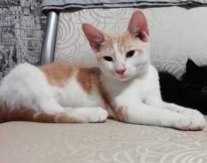 Кошки.