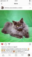 Сибирская кошка.